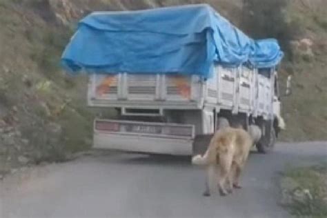 K­ö­p­e­ğ­i­ ­k­a­m­y­o­n­u­n­ ­a­r­k­a­s­ı­n­a­ ­b­a­ğ­l­a­y­ı­p­ ­t­r­a­f­i­ğ­e­ ­ç­ı­k­t­ı­